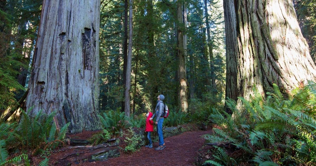 Montgomery Woods SNR | Montgomery Woods State Natural Reserve